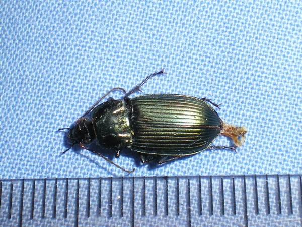 Carabidae nel laboratorio: Poecilus cupreus